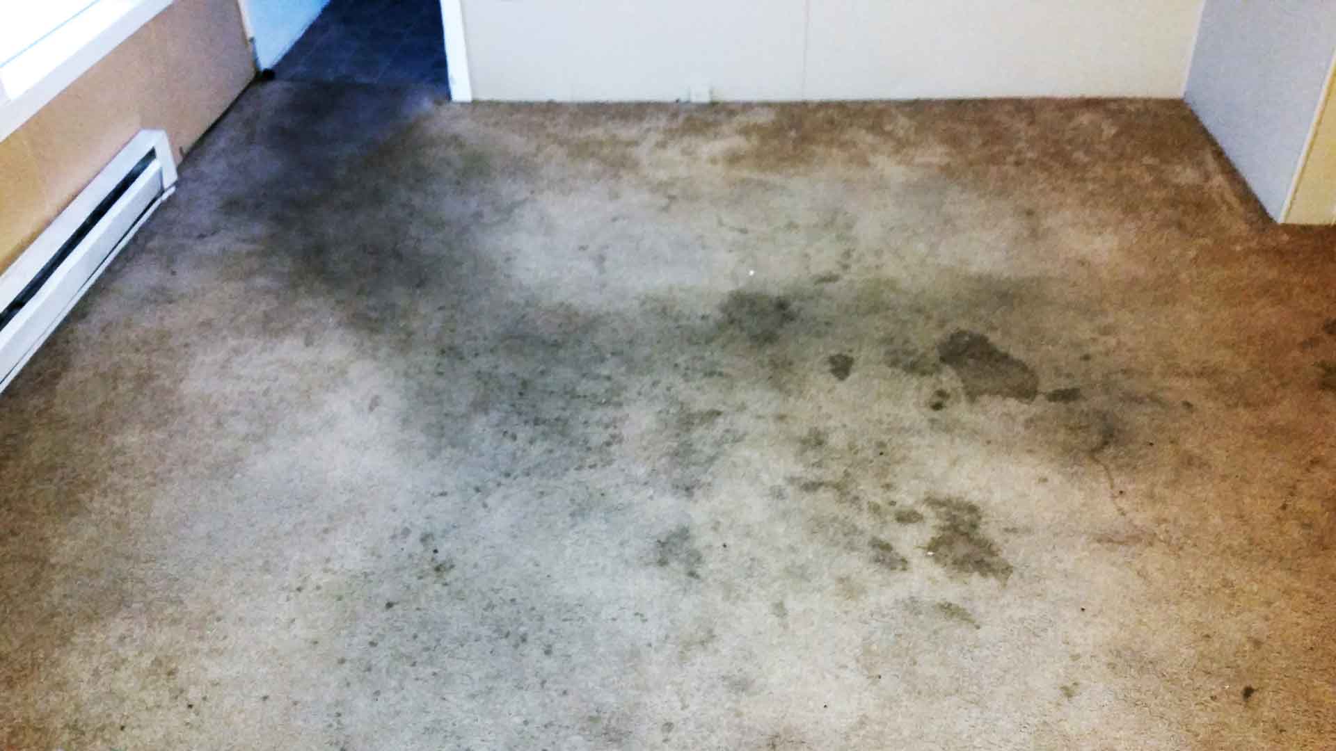 carpet cleaning before cleaning