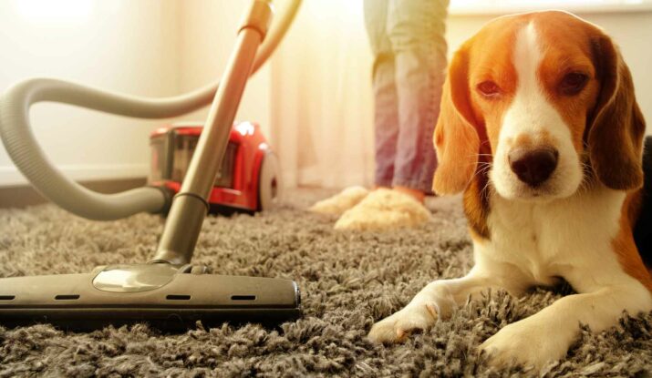 carpet cleaning for pets